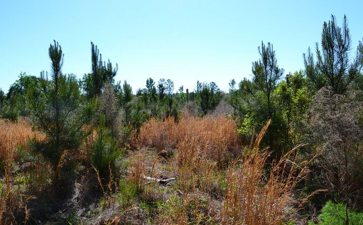 Pictures of Land property located at Scotland Rd, Dublin, GA 31021 for sales - image #1