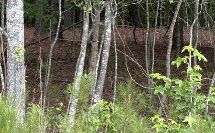 Pictures of Land, Special Purpose property located at Lot A Cemetery Road, Elko, SC 29826 for sales - image #1