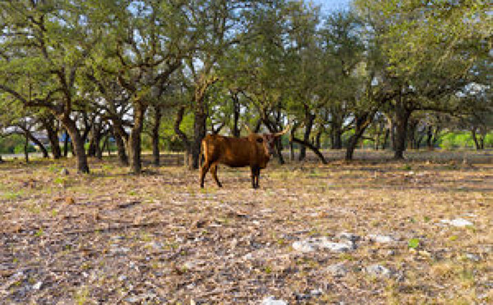 Pictures of Land property located at 24525 Pedernales Canyon Trail, Spicewood, TX 78669 for sales - image #1