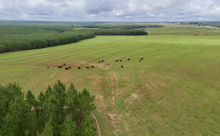 Pictures of Land property located at 0 County Road 259, Clopton, AL 36317 for sales - image #1