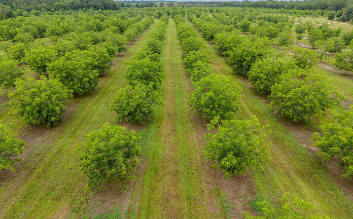 Pictures of Land property located at 9953 Gravel Hill Rd, Baconton, GA 31716 for sales - image #1