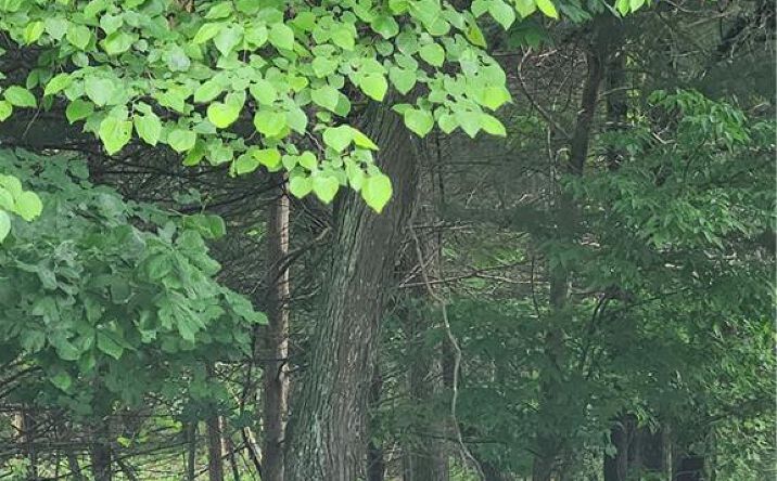 Pictures of Land, Special Purpose, Multifamily property located at 50 Ridgewood Drive, Linn Valley, KS 66040 for sales - image #1