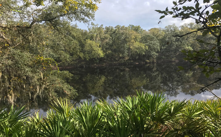 Pictures of Land property located at NW County Rd 251, Mayo, FL 32066 for sales - image #1