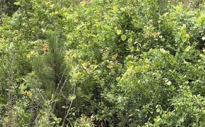 Pictures of Land, Special Purpose property located at Texas Lane, Elko, SC 29826 for sales - image #1