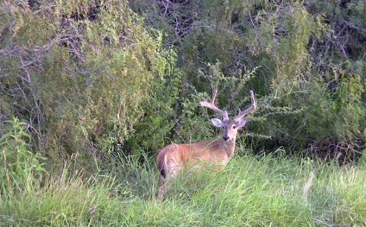 Pictures of Land property located at 20 miles west of Menard off Hwy 190, Menard, TX 76541 for sales - image #1