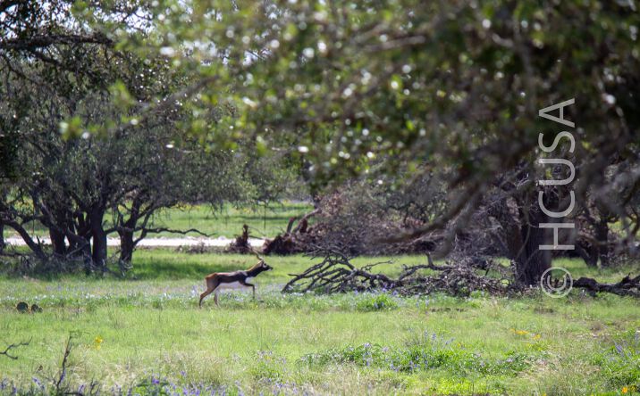 Pictures of Land property located at 35 miles W of Fredericksburg off Hwy 290, Harper, TX 78624 for sales - image #1