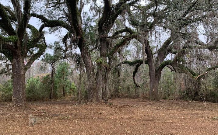 Pictures of Land property located at Lot 11 Seckinger Road, Valdosta, GA 31601 for sales - image #1