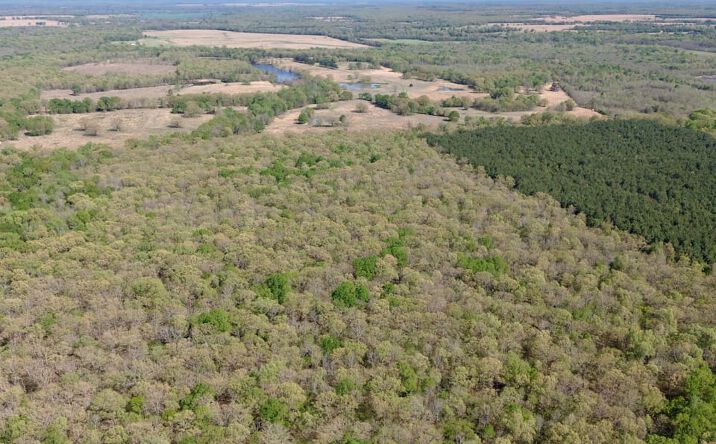 Pictures of Land property located at TBD FM 909, Bogata, TX 75417 for sales - image #1