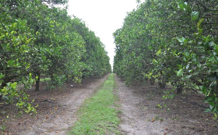 image of property at NE WILLIAMS AVE Arcadia FL 34266