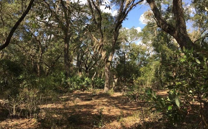 Pictures of Land property located at 8922 E Gulf To Lake Highway, Inverness, FL 34450 for sales - image #1