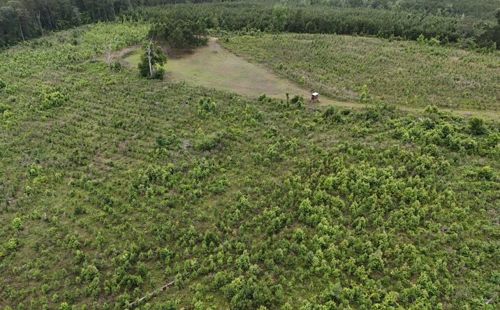 Pictures of Land property located at County Road 54, Clopton, AL 36317 for sales - image #1