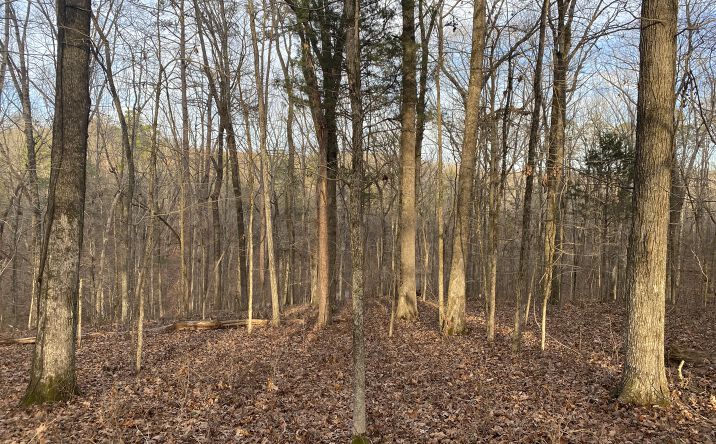 Pictures of Mixed Use, Land property located at 1 Bruton Branch Road, Savannah, TN 38372 for sales - image #1
