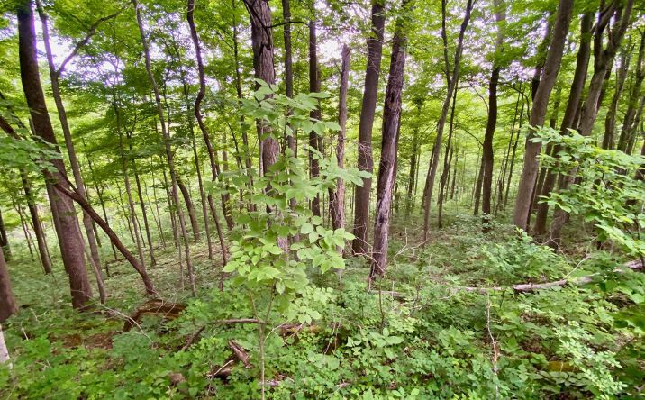 Pictures of Land property located at 85 Pfeifer Rd, Manchester, OH 45144 for sales - image #1