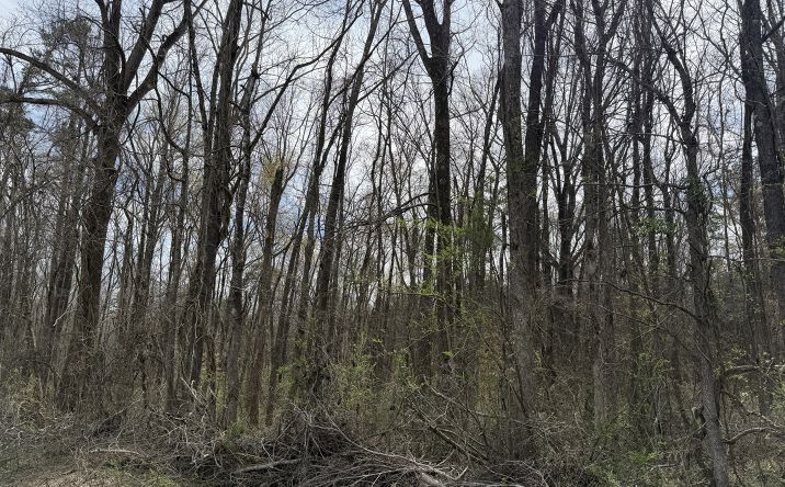 Pictures of Land property located at Hwy 69, Milledgeville, TN 38359 for sales - image #1