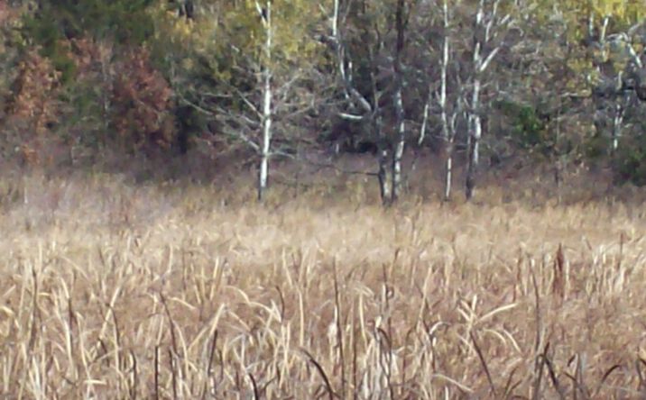 Pictures of Land property located at Wilcox Rd, Portage, WI 53901 for sales - image #1