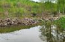 33562466