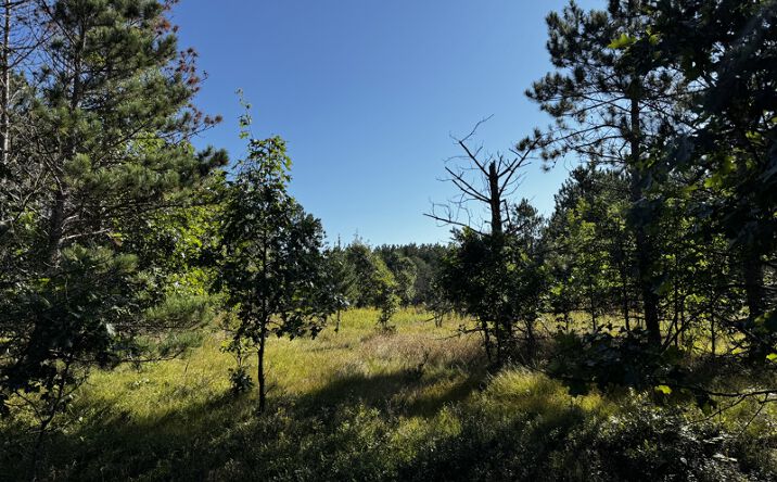 Pictures of Land property located at 80 Ac 9th, Adams, WI 53910 for sales - image #1