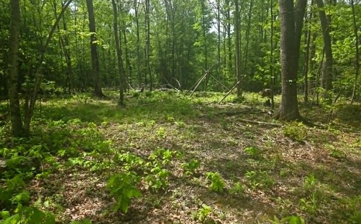 Pictures of Land property located at Kyler Rd, Craigsville, WV 26205 for sales - image #1
