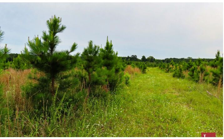 Pictures of Land property located at Severn Road, Tom, OK 74740 for sales - image #1