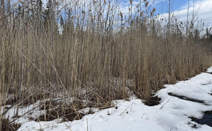 Pictures of Land property located at N Hubbard Lake Rd, Hubbard Lake, MI 49747 for sales - image #1