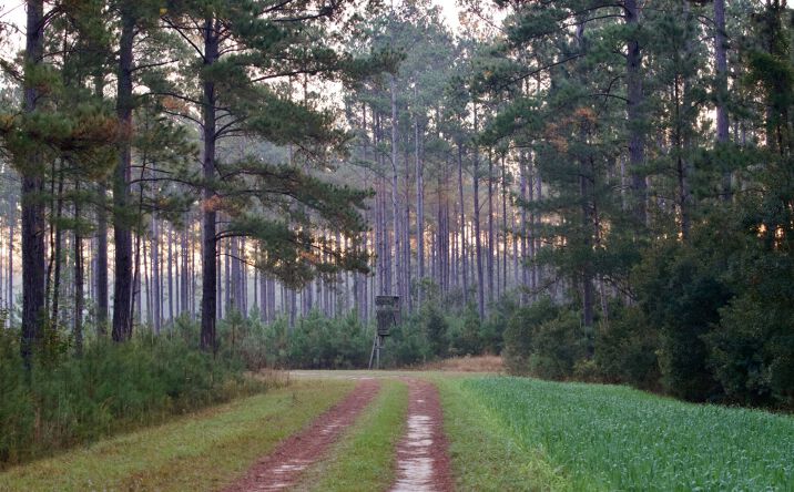 Pictures of Land property located at Scotia, Scotia, SC 12302-2413 for sales - image #1