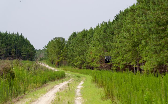 Pictures of Land property located at Buck Road, Barnwell, SC 18966-1821 for sales - image #1