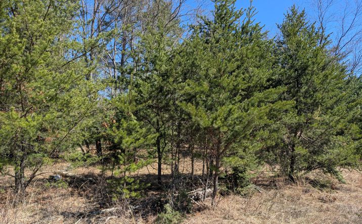 Pictures of Land property located at Sturgis Rd, Atlanta, MI 49709 for sales - image #1
