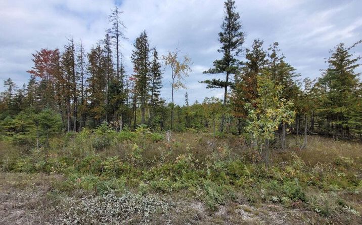 Pictures of Land property located at Airport Rd, Rogers City, MI 49779 for sales - image #1