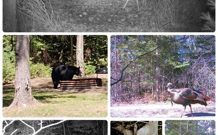 Pictures of Land property located at Parc 7 & 8 Lund, Fife Lake, MI 49633 for sales - image #1