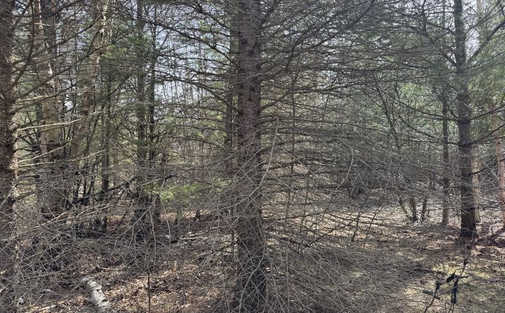 Pictures of Land property located at 10736 Jones Blvd, Carp Lake, MI 49718 for sales - image #1