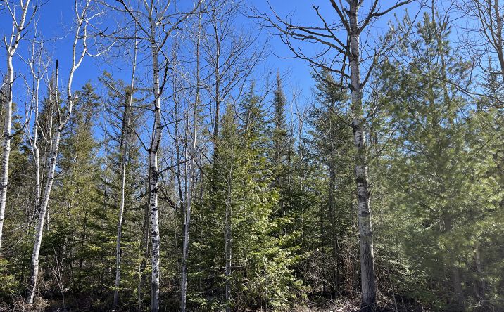Pictures of Land property located at L 251-252 Pineview Rd, Presque Isle Harbor, MI 49777 for sales - image #1