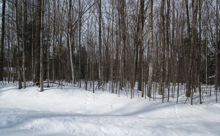 Pictures of Land property located at 11190 Hassler Woods Trail, Alanson, MI 49706 for sales - image #1