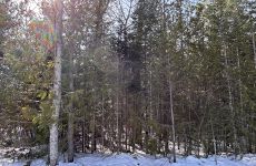 33615531