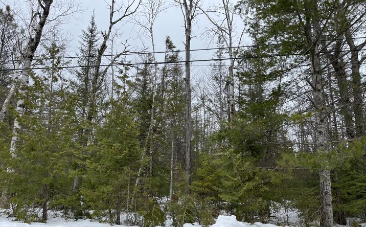Pictures of Land property located at Kauffman Rd, Presque Isle Harbor, MI 49777 for sales - image #1