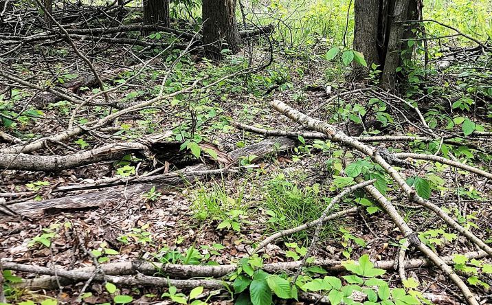 Pictures of Land property located at Lot 58 Lance Lake, Wolverine, MI 49799 for sales - image #1