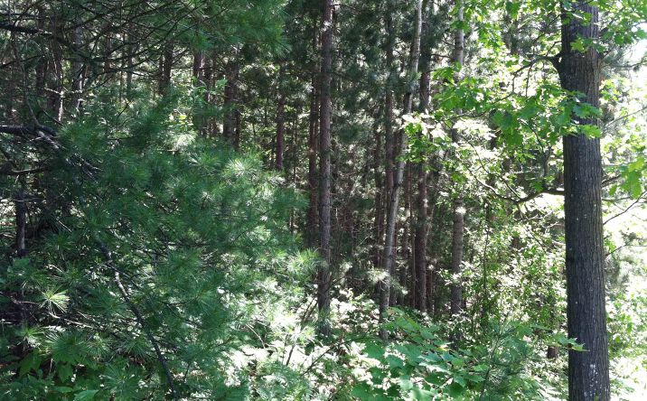 Pictures of Land property located at Forest Hills Dr, Spruce, MI 48762 for sales - image #1