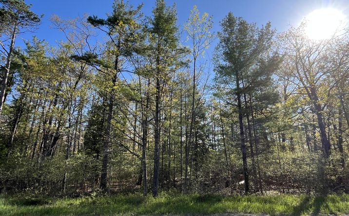 Pictures of Land property located at Lot 436 Highland Pines, Presque Isle, MI 49777 for sales - image #1