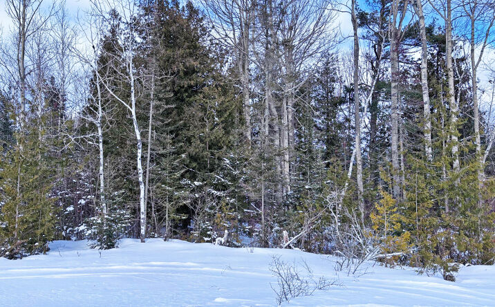 Pictures of Land property located at Lot 148 E County Road 638, Presque Isle, MI 49777 for sales - image #1