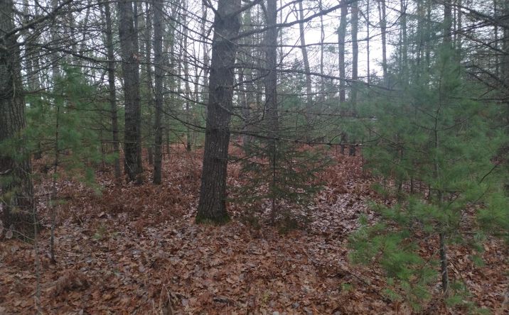 Pictures of Land property located at 254 Ponderosa Dr, Lachine, MI 49753 for sales - image #1