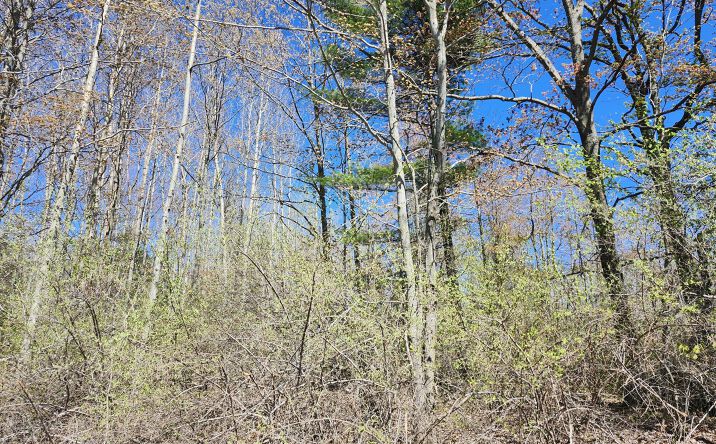 Pictures of Land property located at V/L Pratt, Ossineke, MI 49766 for sales - image #1