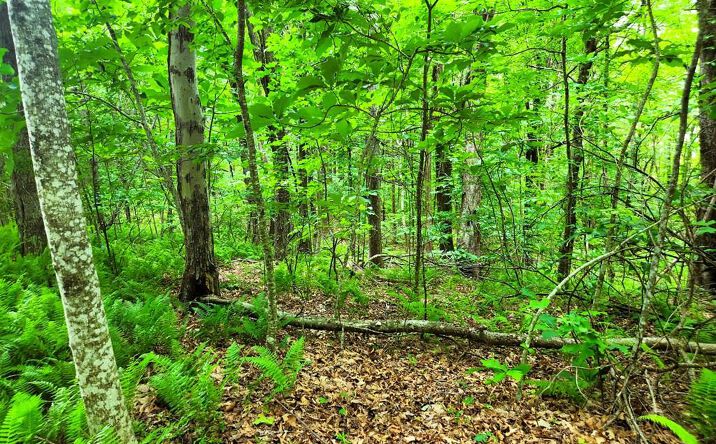 Pictures of Land, Multifamily property located at TBD Glen Burn Ln, Vesta, VA 24177 for sales - image #1