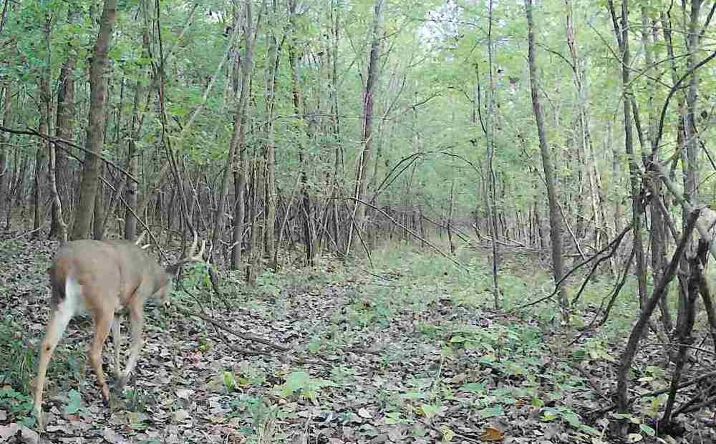 Pictures of Land property located at 000 N 2200th St, Claremont, IL 62421 for sales - image #1