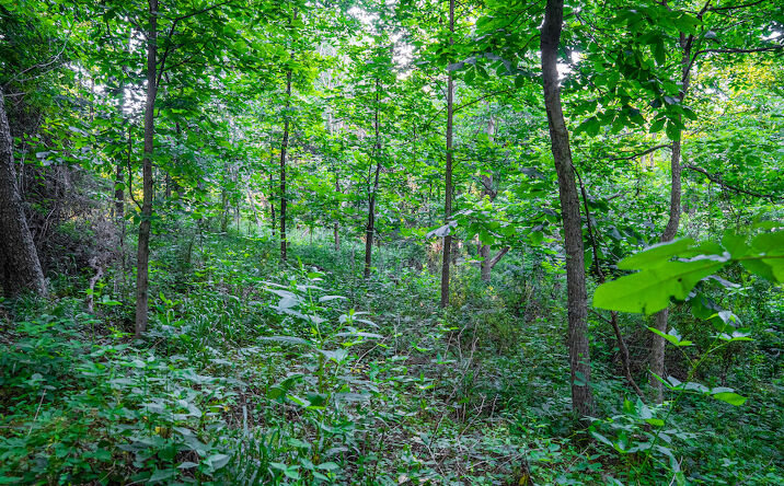 Pictures of Land property located at 0000 E Bethel Ln, Calhoun, IL 62419 for sales - image #1
