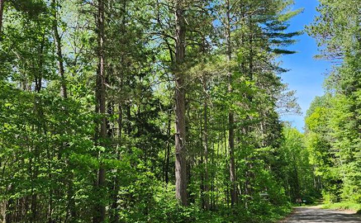 BILLS LAKE RD, Lac Du Flambeau