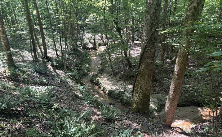 Pictures of Land property located at Old Calhoun Falls Road, Abbeville, SC 29620 for sales - image #1