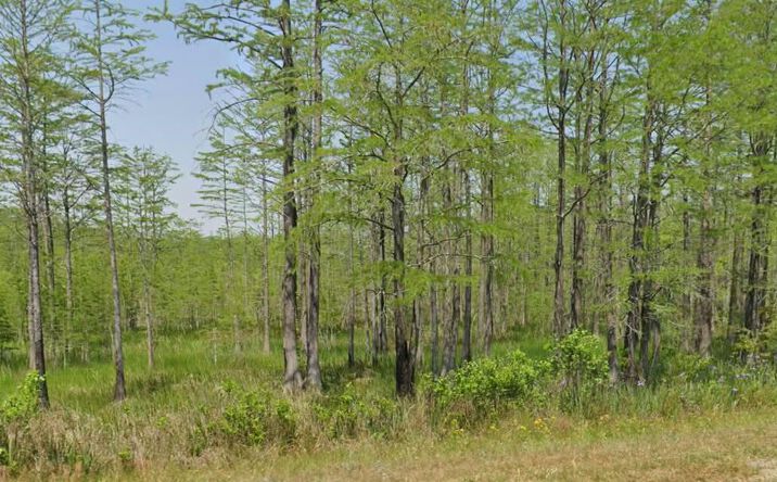 Pictures of Land property located at 11430 Main Highway, Olar, SC 29843 for sales - image #1