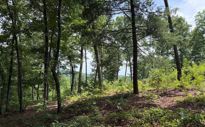 Lot 20 Lake Top Lane, Ellijay