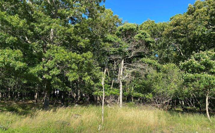 Pictures of Land property located at Granny Road, Medford, NY 11763 for sales - image #1