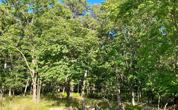 Pictures of Land property located at Granny Road, Medford, NY 11763 for sales - image #1