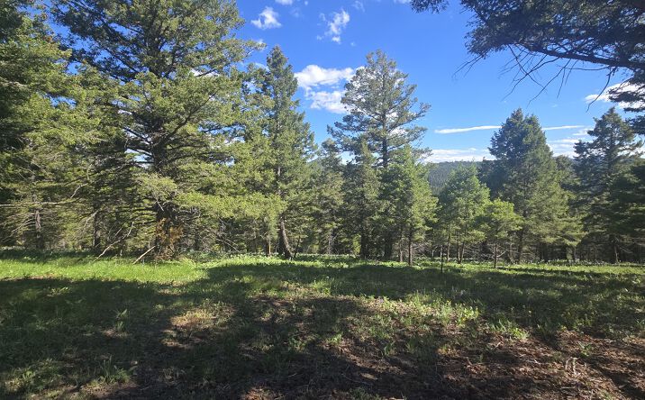 Pictures of Land property located at 28 Muskrat Road, HELMVILLE, MT 59843 for sales - image #1